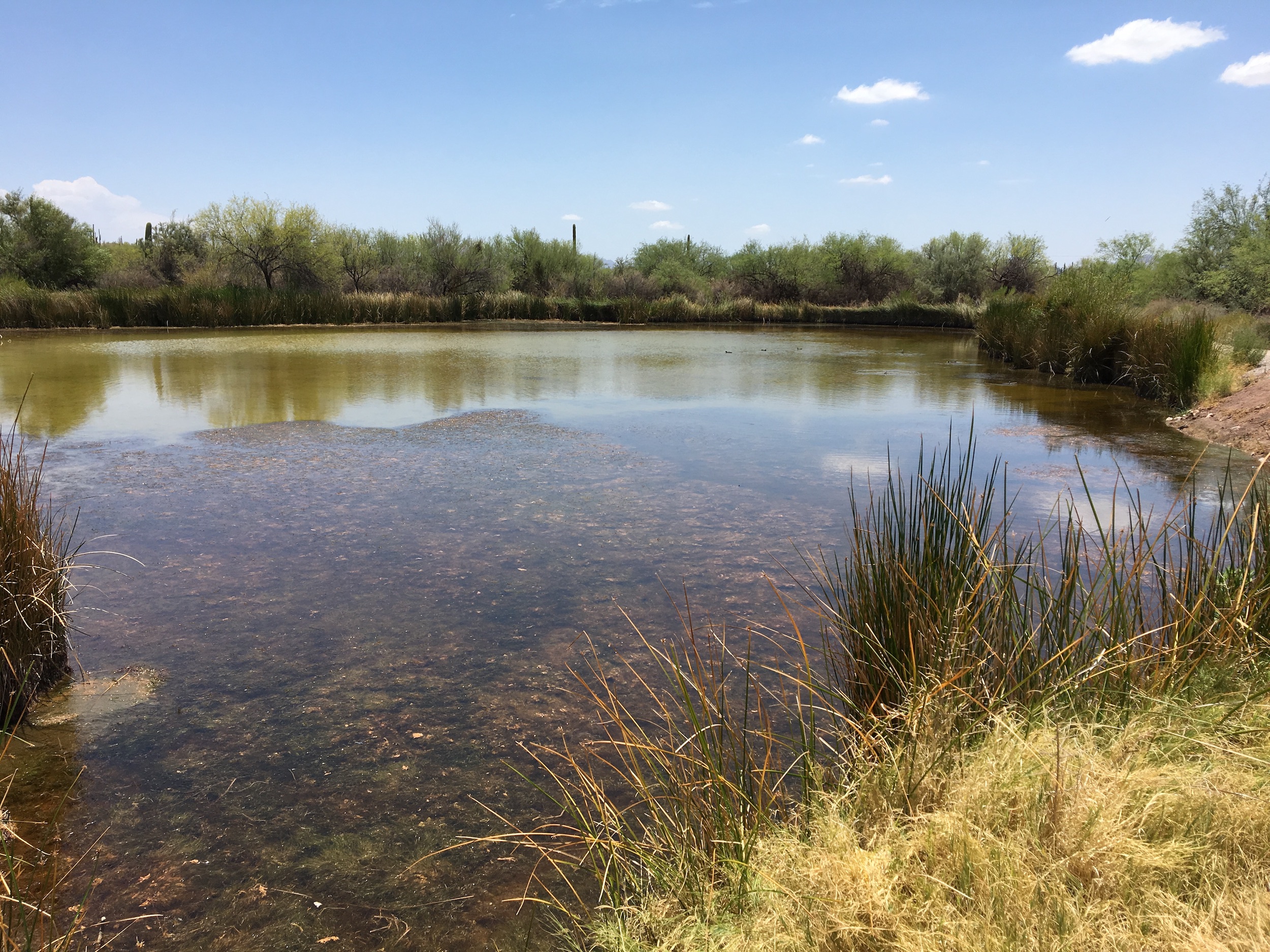 Pond at Quitobaquito Oasis