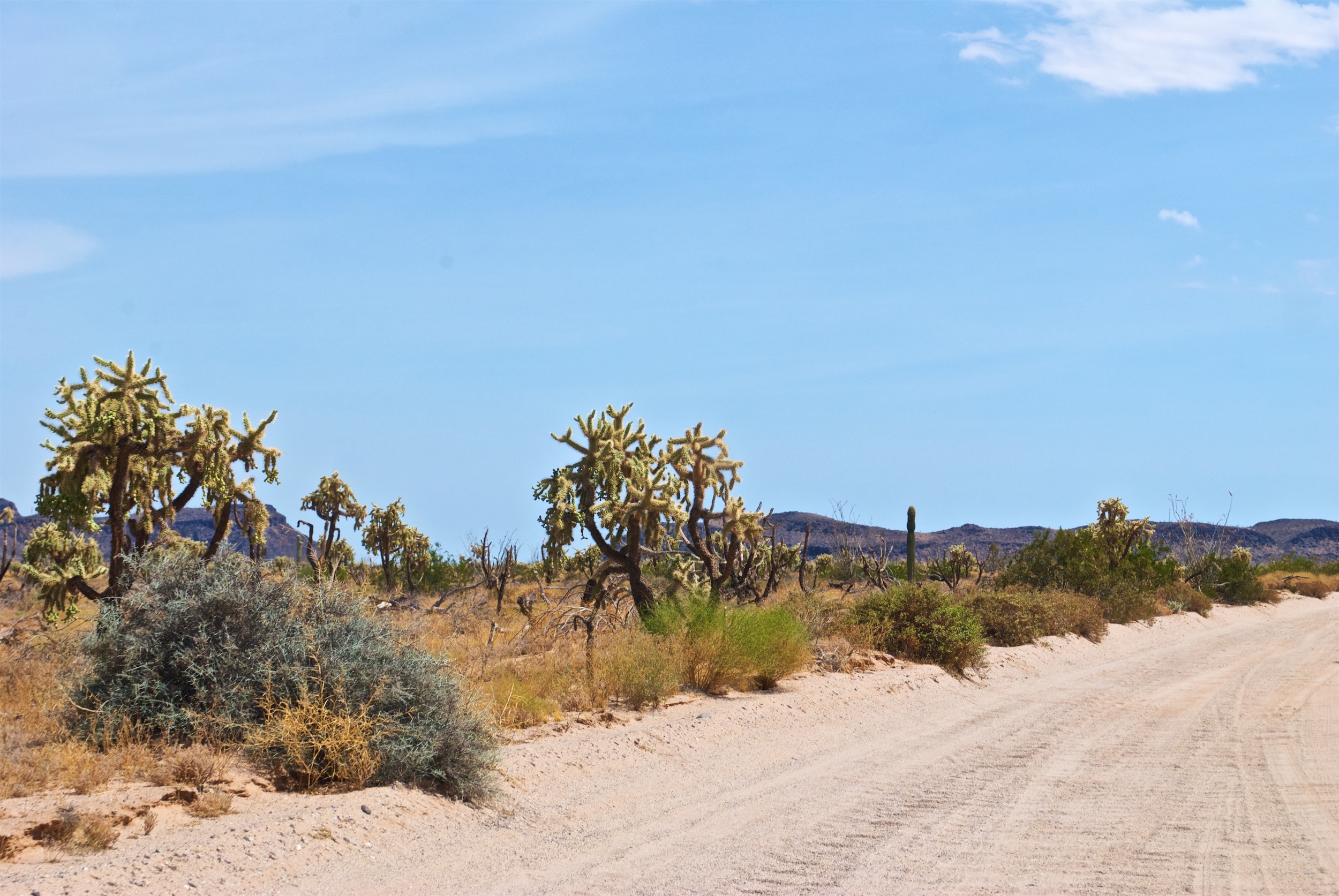 Cholla cacti in the El Pinacate Biosphere Reserve