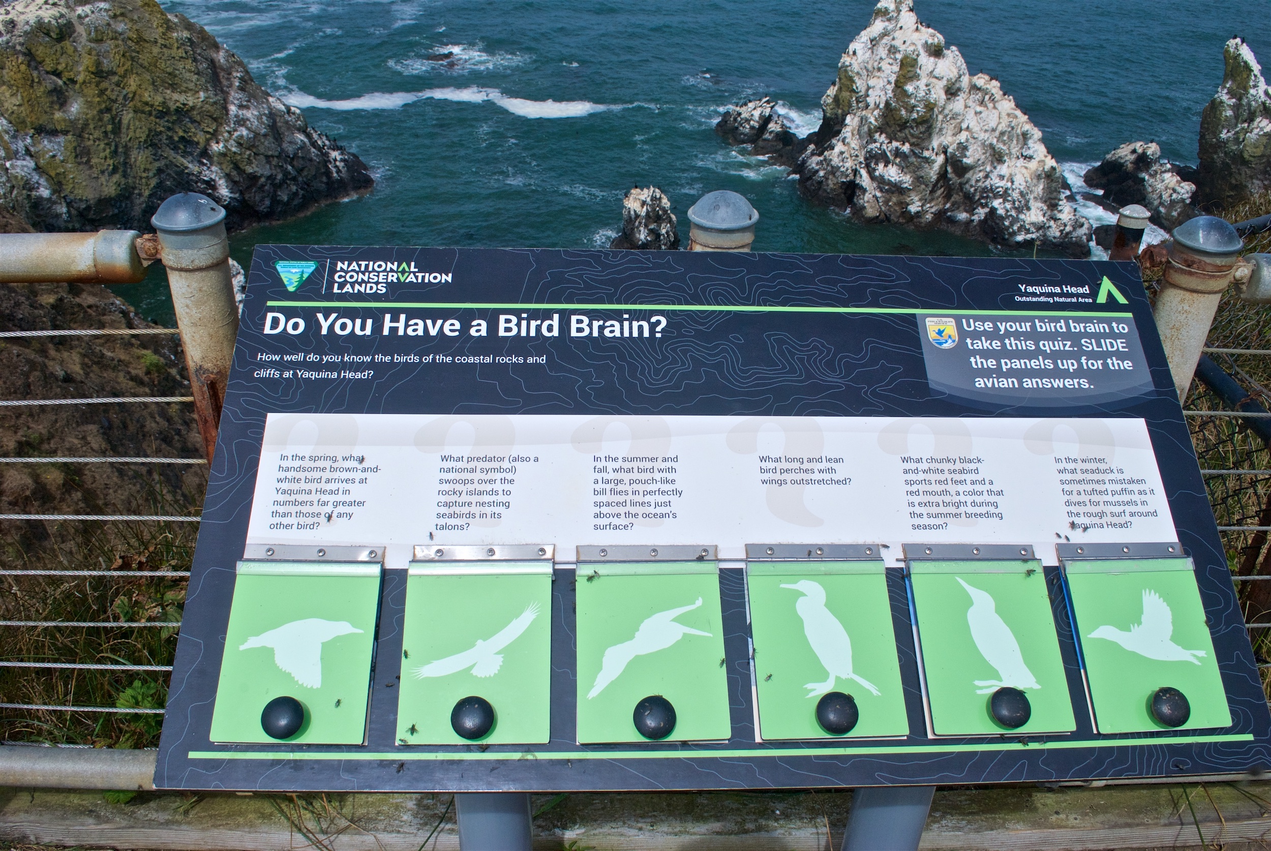 Bird Quiz at Yaquina Head, Oregon