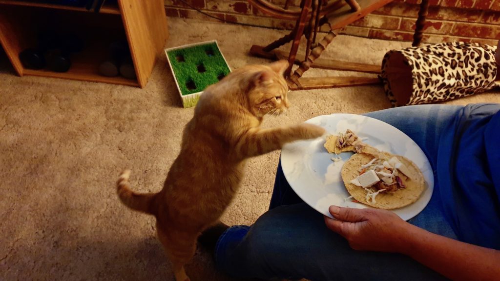 My friend's cat trying chicken tacos