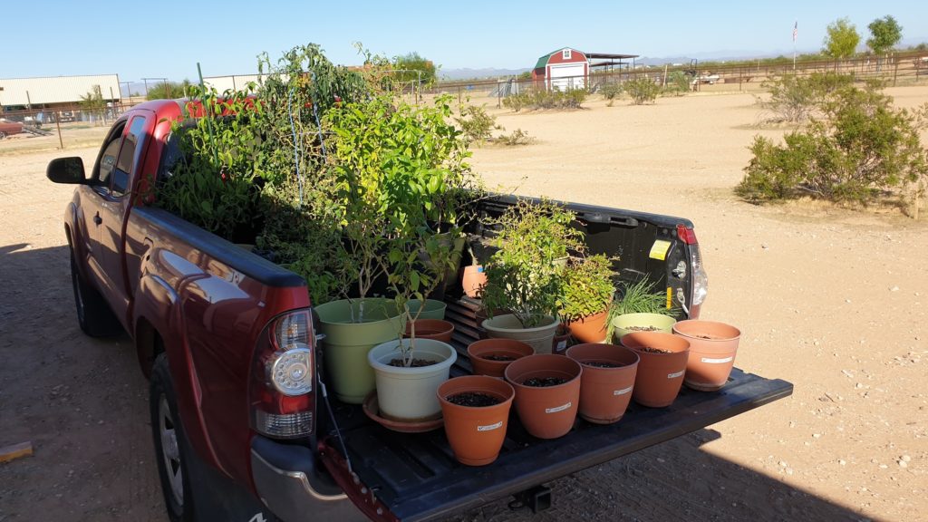 Potted plants in the back of my truck on moving day