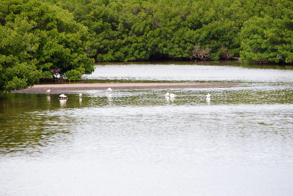 Green Sahara type mangrove ecosystem in Florida