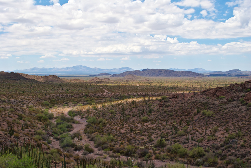 A drive through Organ Pipe Cactus National Monument makes for a great getaway during the COVID-19 pandemic.