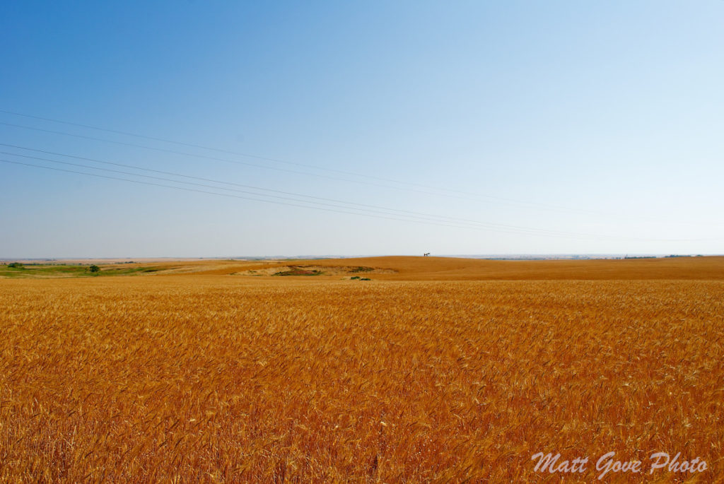 Wheat fields on an open prairie in northwestern Oklahoma