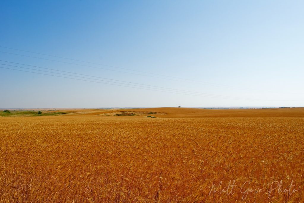 The Oklahoma landscape prior to the wheat harvest is spectacular for photography