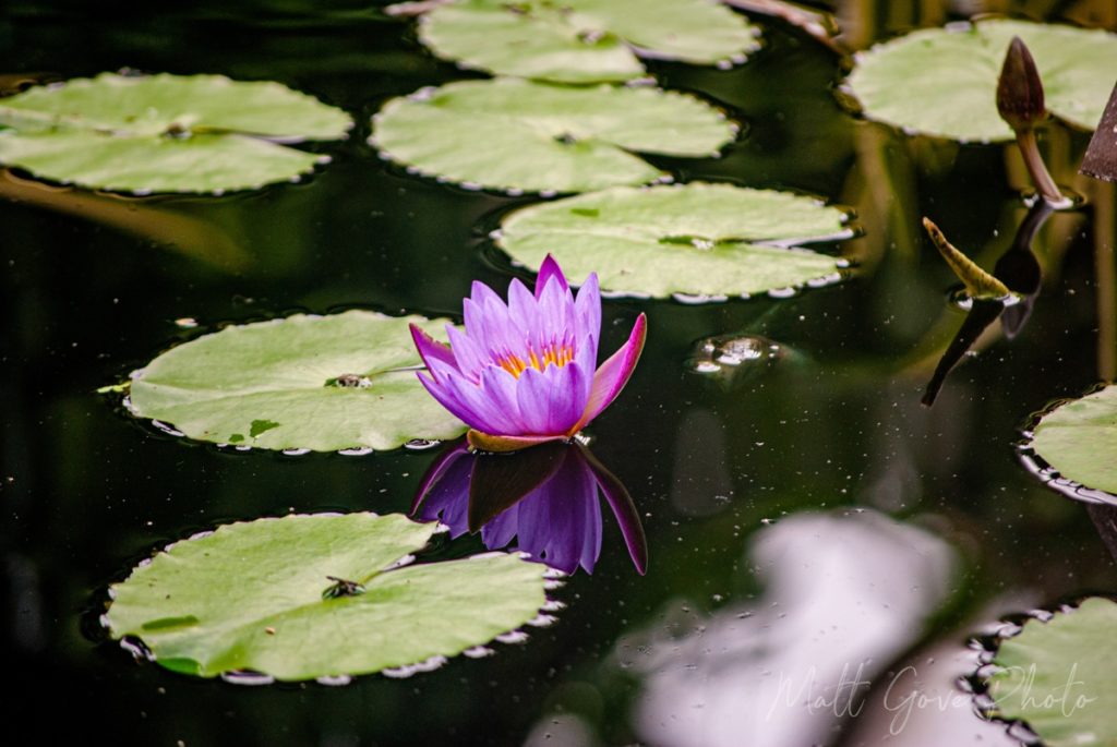 A beautiful water lily bloom at the New York Botanical Garden